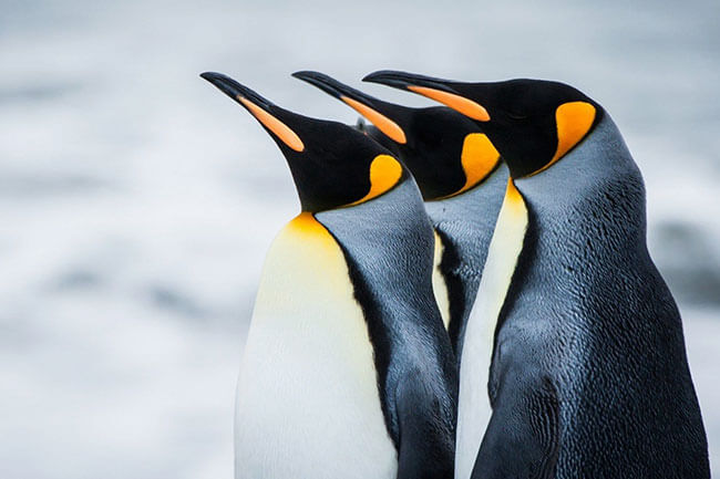 الگوریتم پنگوئن google penguin